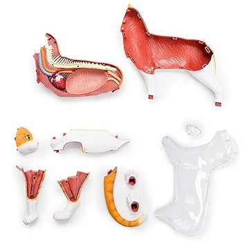 【美品】 猫の解剖図説 Amazon.co.jp: 猫解剖モデル、ペット臓器内臓筋神経溶解モデル